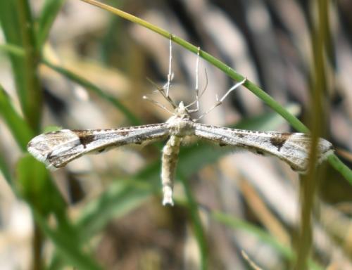 Platyptilia sp.